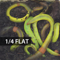 1/4 Flat (Approx. 125) Large Green Dew Worms