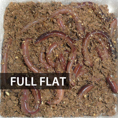 1 Flat (Approx. 500) Small/Trout Dew Worms
