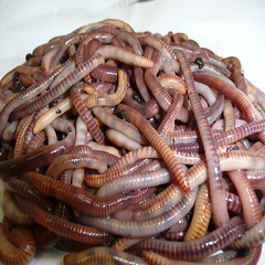 1 Pound of Large Red Worms (European Nightcrawlers)