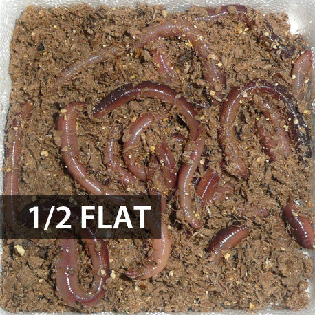 Picture of 1/2 Flat (Approx. 250) Small/Trout Dew Worms