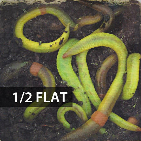 Picture of 1/2 Flat (Approx. 250) Large Green Dew Worms