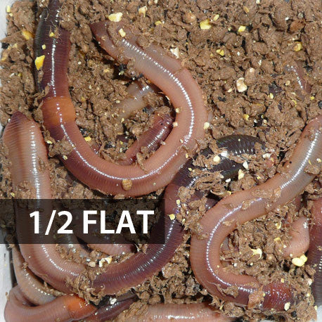 Picture of 1/2 Flat (Approx. 250) Large Dew Worms