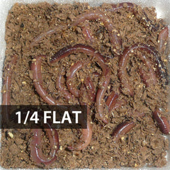 1/4 Flat (Approx. 125) Small/Trout Dew Worms