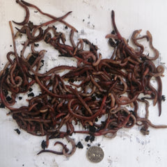 1Lb Mixed size Red worms (ENC-European Nightcrawlers)