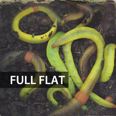 1 Flat (Approx. 500) Large Green Dew Worms
