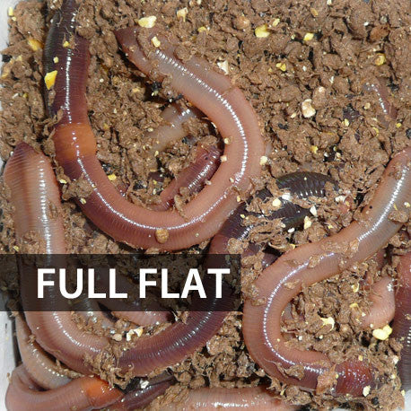 Picture of 1 Flat (Approx. 500) Large Dew Worms