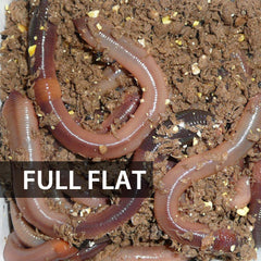 1 Flat (Approx. 500) Large Dew Worms